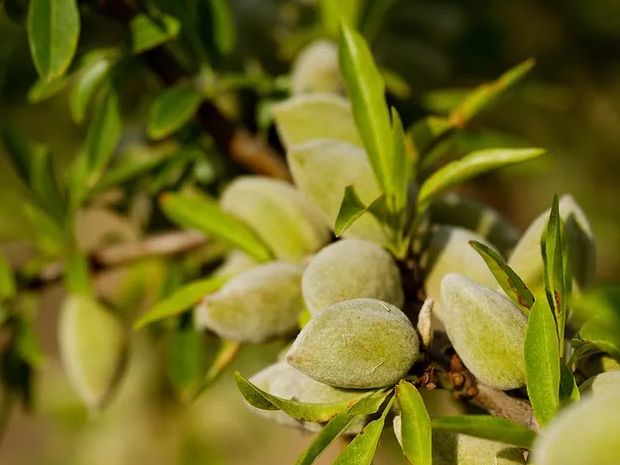 Nutritional Powerhouses — dry fruits