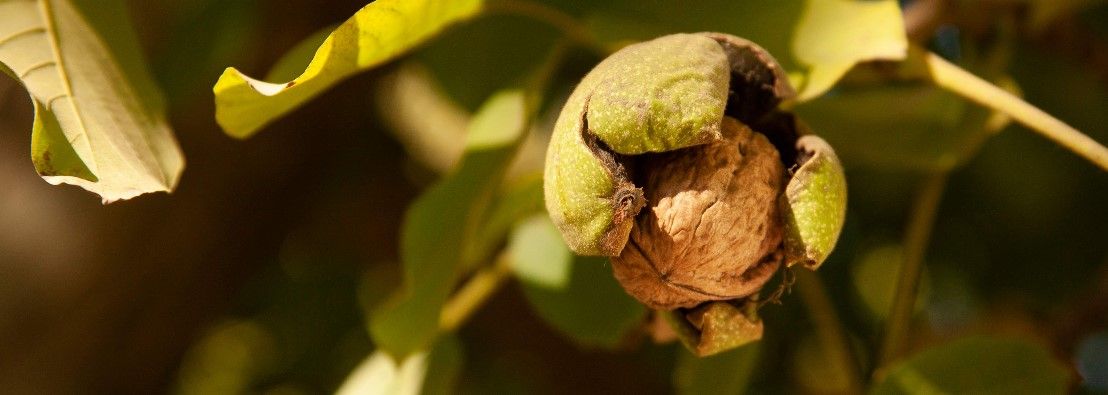 Walnut ripening in its green husk on the tree