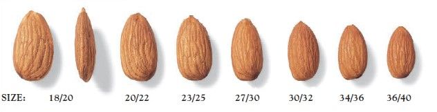 Almond kernel size chart from 18/20 to 36/40 kernels per ounce
