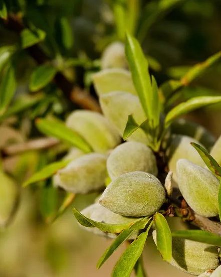 Almonds growing on the tree