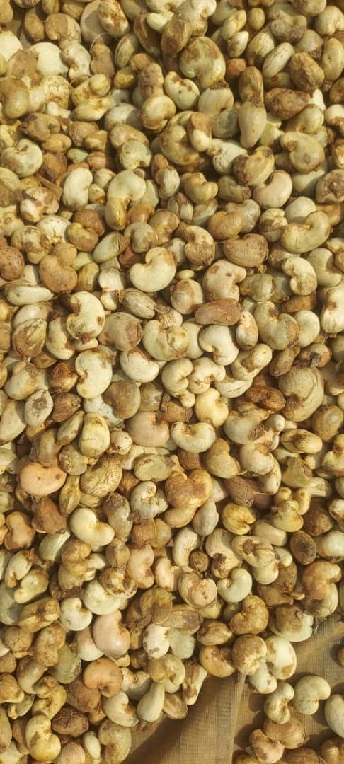 Cashew kernels drying at origin, close-up