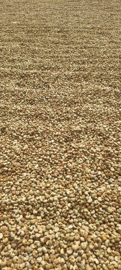 Cashew kernels spread out to dry at origin